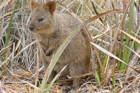 quokka adaptations.